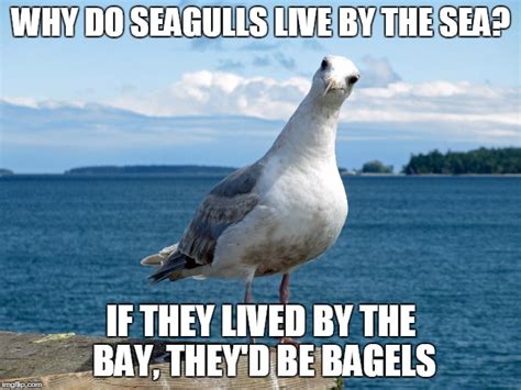 Do Seagulls Swim? And Why Do They Always Steal My Fries?