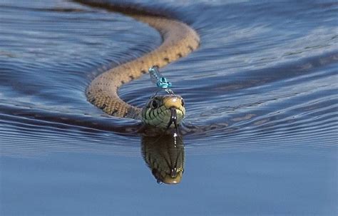 Do Snakes Swim Underwater and Why Do They Wear Sunglasses?