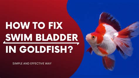 How to Fix Swim Bladder in Fish: A Dive into the Depths of Aquatic Health and the Curious Case of Underwater Ballet