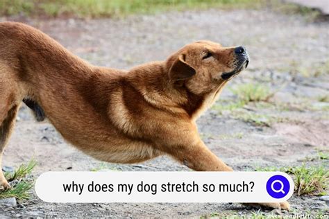 Why Does My Puppy Stretch So Much? And Why Do They Always Look Like They're Practicing Yoga?